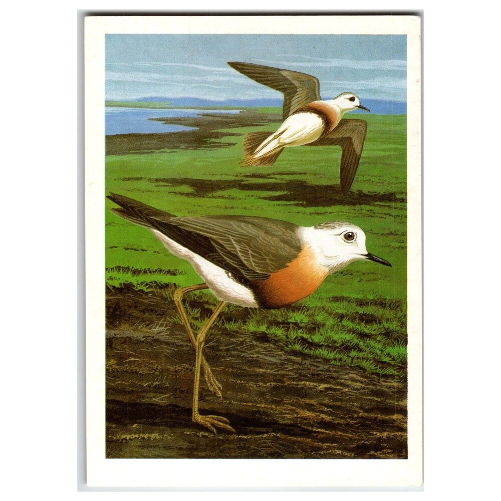 1987 Russian Postcard Eastern Plover Charadrius veredus Bird Art Wildlife